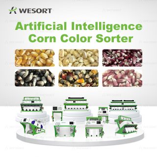 Corn Sorting Machine Manufacturer in China: AI Grain Sorter